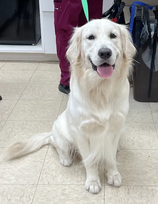 Avalon Family Vet 6