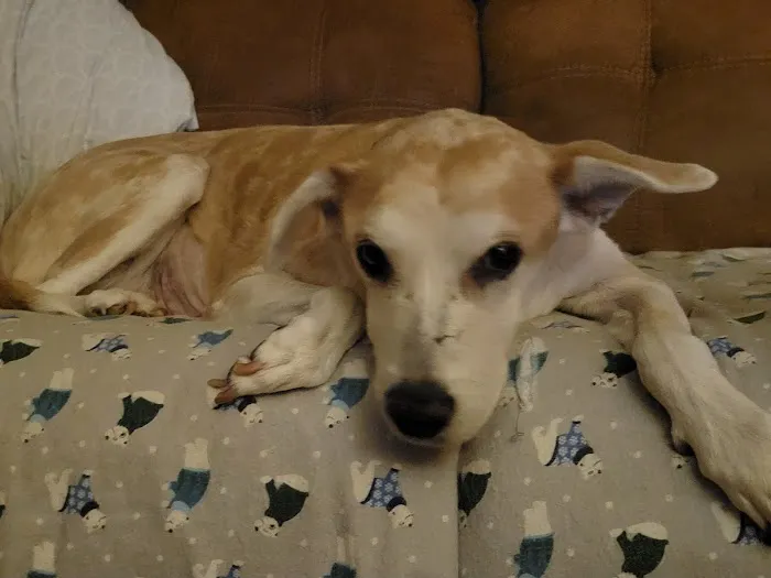 Animal Cancer Care Clinic 1