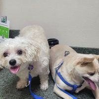 Your Family Veterinarian ico