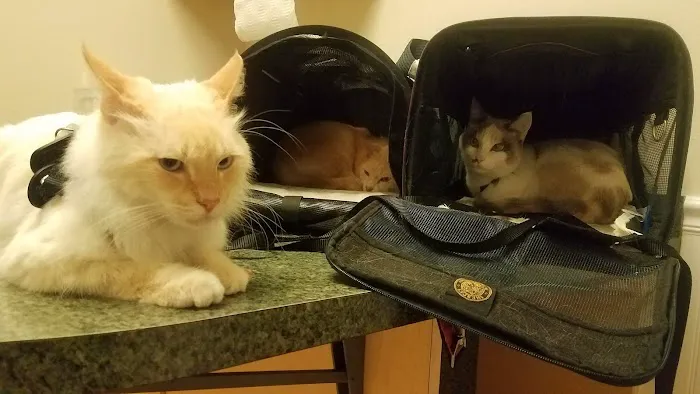 Your Family Veterinarian 5