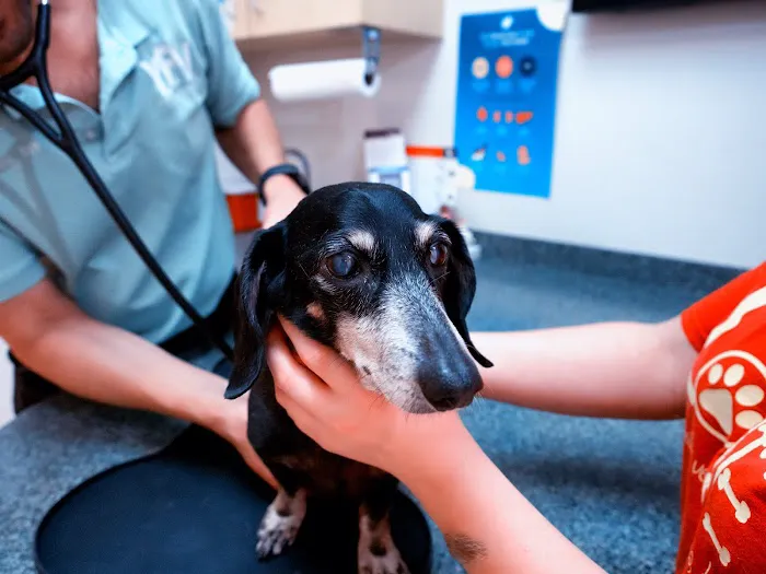 Your Family Veterinarian 6