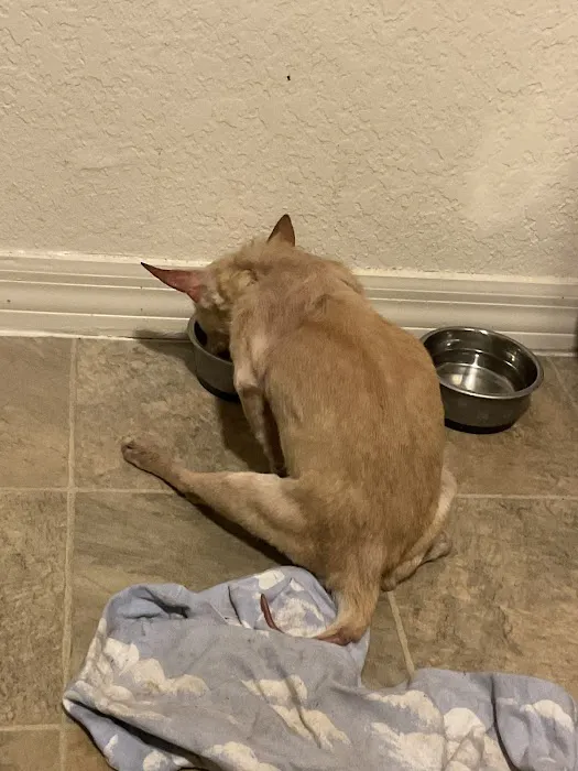 Pershing Oaks Animal Hospital 12