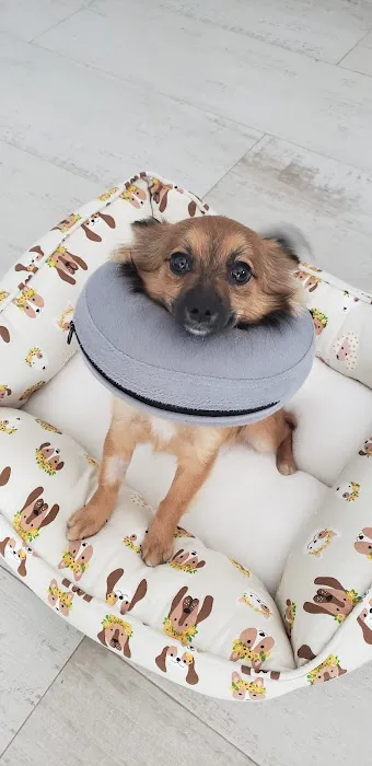 Pershing Oaks Animal Hospital 12
