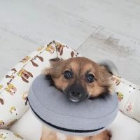Pershing Oaks Animal Hospital ico