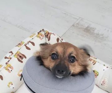 Pershing Oaks Animal Hospital