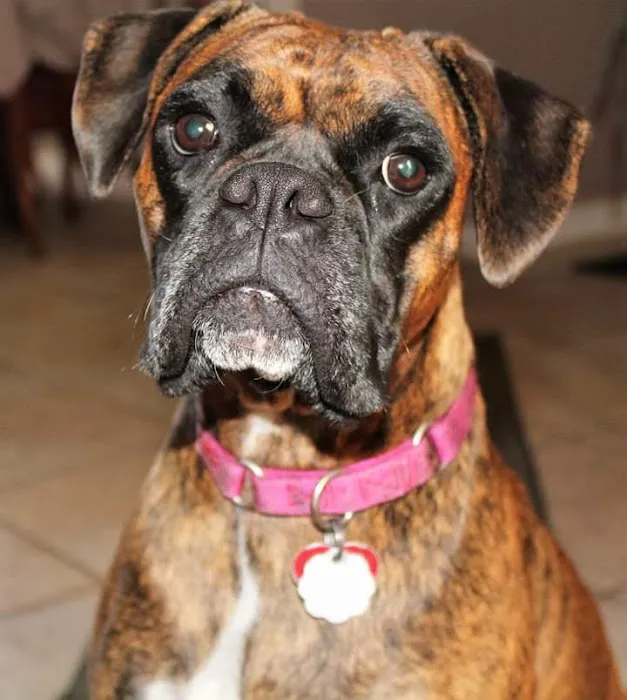 Pershing Oaks Animal Hospital 12