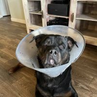 Veterinary Eye Institute Orlando ico