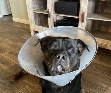 Veterinary Eye Institute Orlando