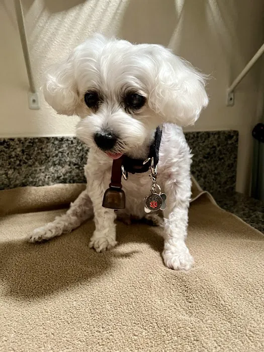 Veterinary Eye Institute Orlando 3