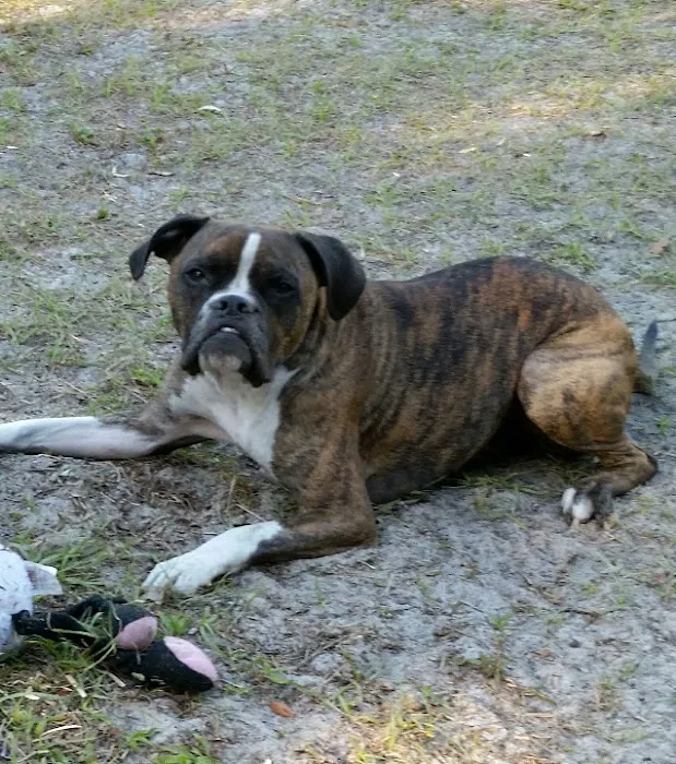Volusia Woods Animal Clinic 12