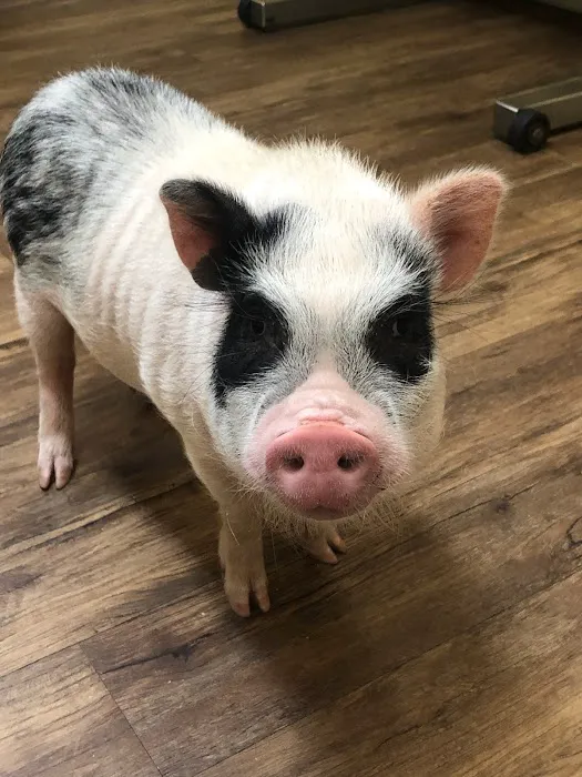 Volusia Woods Animal Clinic 12