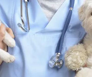House Call Practice For Pets