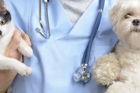 House Call Practice For Pets