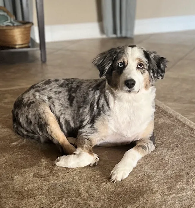 FloridaWild Integrative Veterinary Center & Urgent Care 8