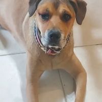 FloridaWild Integrative Veterinary Center & Urgent Care ico