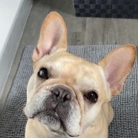 Vetco Total Care Animal Hospital ico
