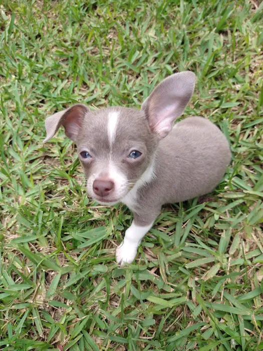 Humane Society of North America - Spay & Neuter Clinic 2