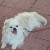 Humane Society of North America ico