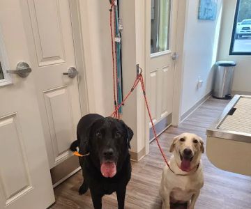 NewDay Veterinary Care