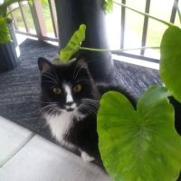 Woodland Animal Clinic ico