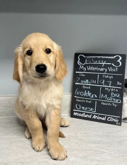 Woodland Animal Clinic 12