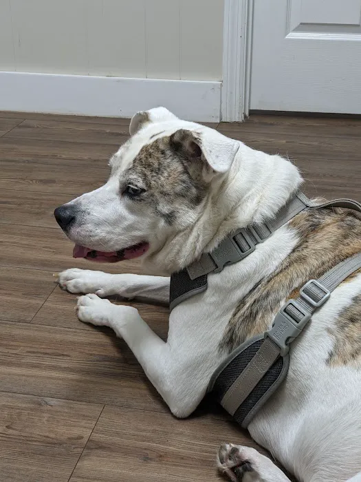 Woodland Animal Clinic 12
