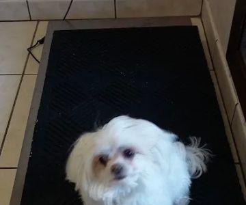 Westside Animal Clinic