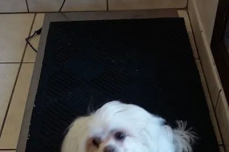 Westside Animal Clinic
