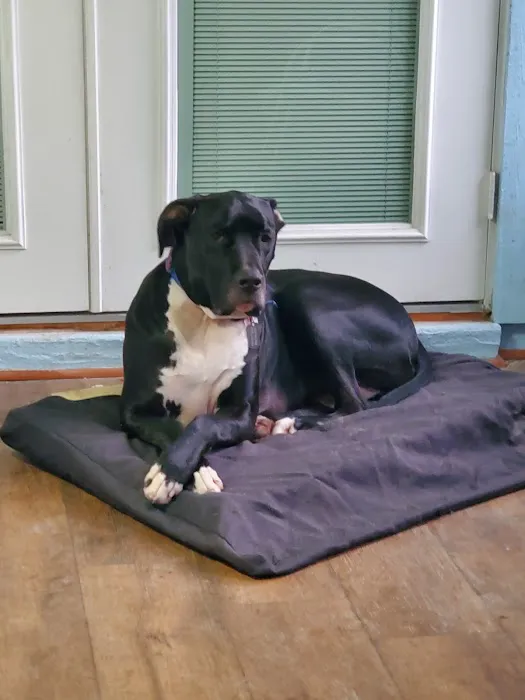 VCA DeLand Animal Hospital 2