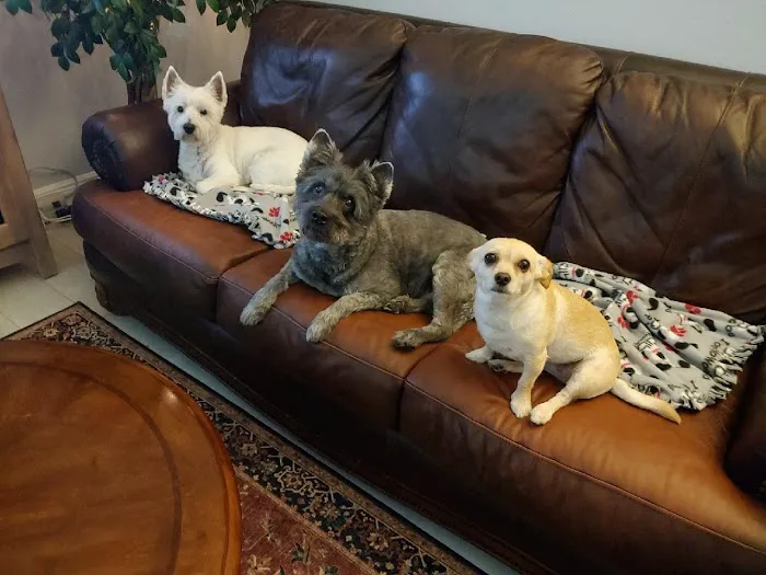 VCA DeLand Animal Hospital 8