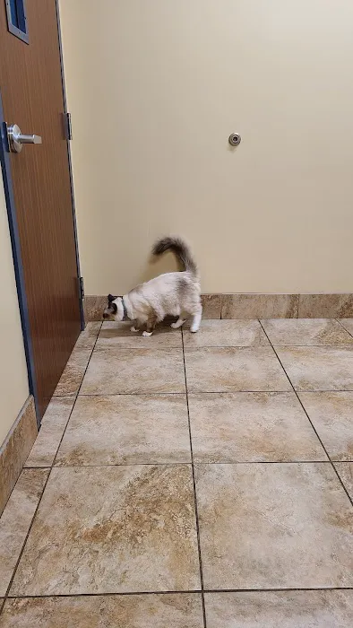 VCA DeLand Animal Hospital 3