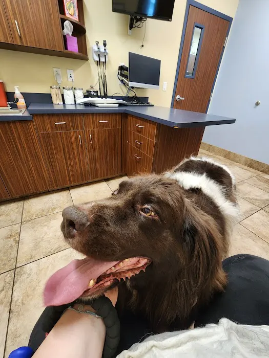 VCA DeLand Animal Hospital 1