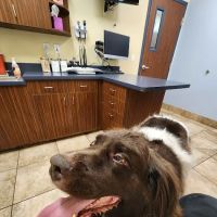 VCA DeLand Animal Hospital ico