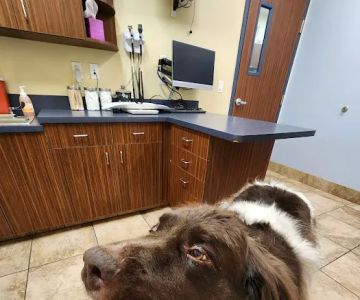 VCA DeLand Animal Hospital