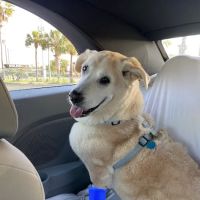 Veterinary Emergency Center ico