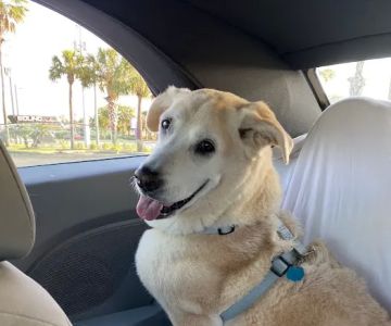 Veterinary Emergency Center