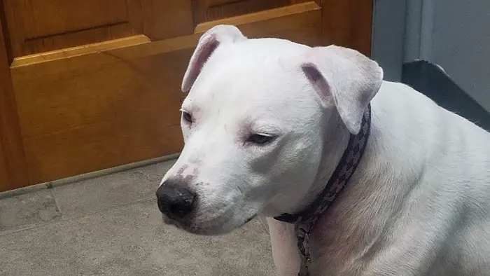 Deleon Springs Animal Clinic 5