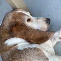 Deleon Springs Animal Clinic ico
