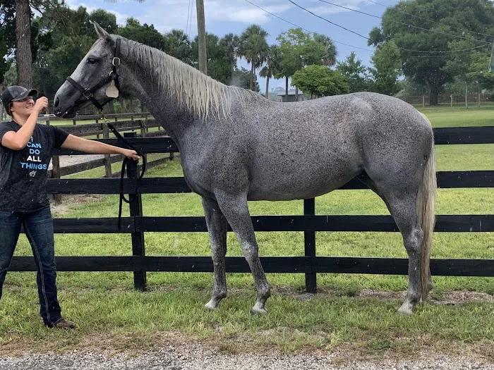 Tomoka Equine Practice 1