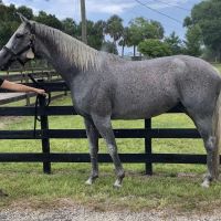 Tomoka Equine Practice ico