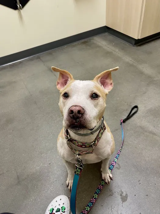 Vetco Total Care Animal Hospital 7