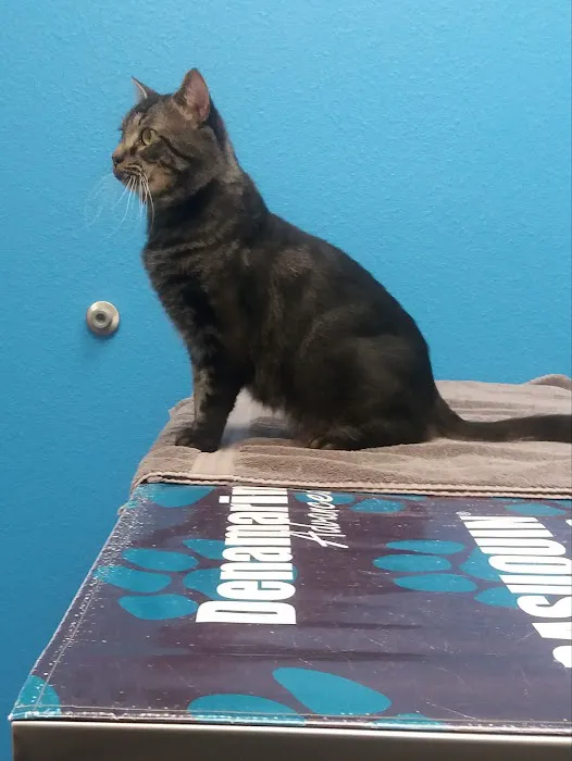 Pet Street Veterinary Care Center 12