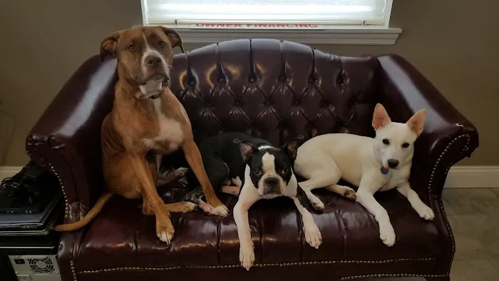 Pet Street Veterinary Care Center 12