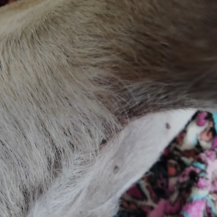VCA Edgewater Shores Animal Hospital 8