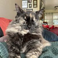 Halifax Veterinary Center ico