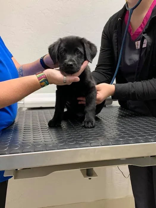 Glencoe Veterinary Hospital 2