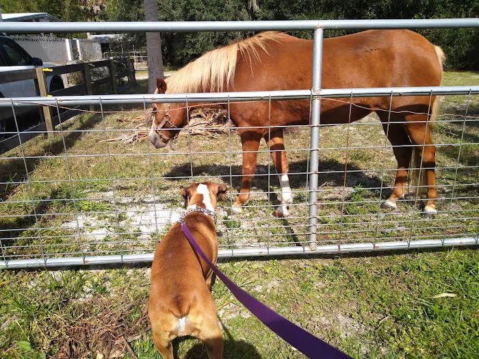 Glencoe Veterinary Hospital 6