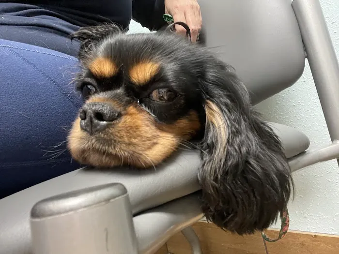 Beachwood Animal Clinic 4