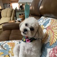 Beachwood Animal Clinic ico