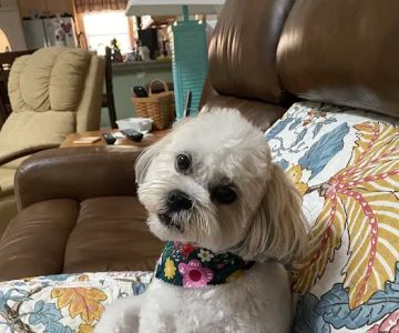 Beachwood Animal Clinic